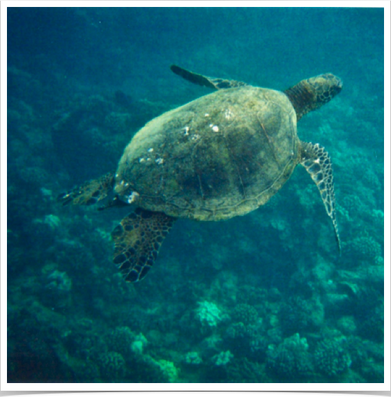 Green Sea Turtle (Chelonia mydas) - though circumtropical, Indo-Pacific and Atlantic subpopulations exist.